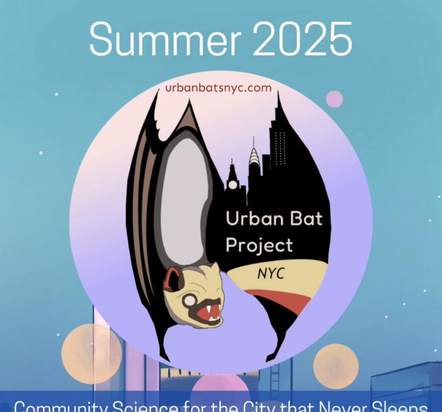 Urban Bats NYC Summer 2025 Post